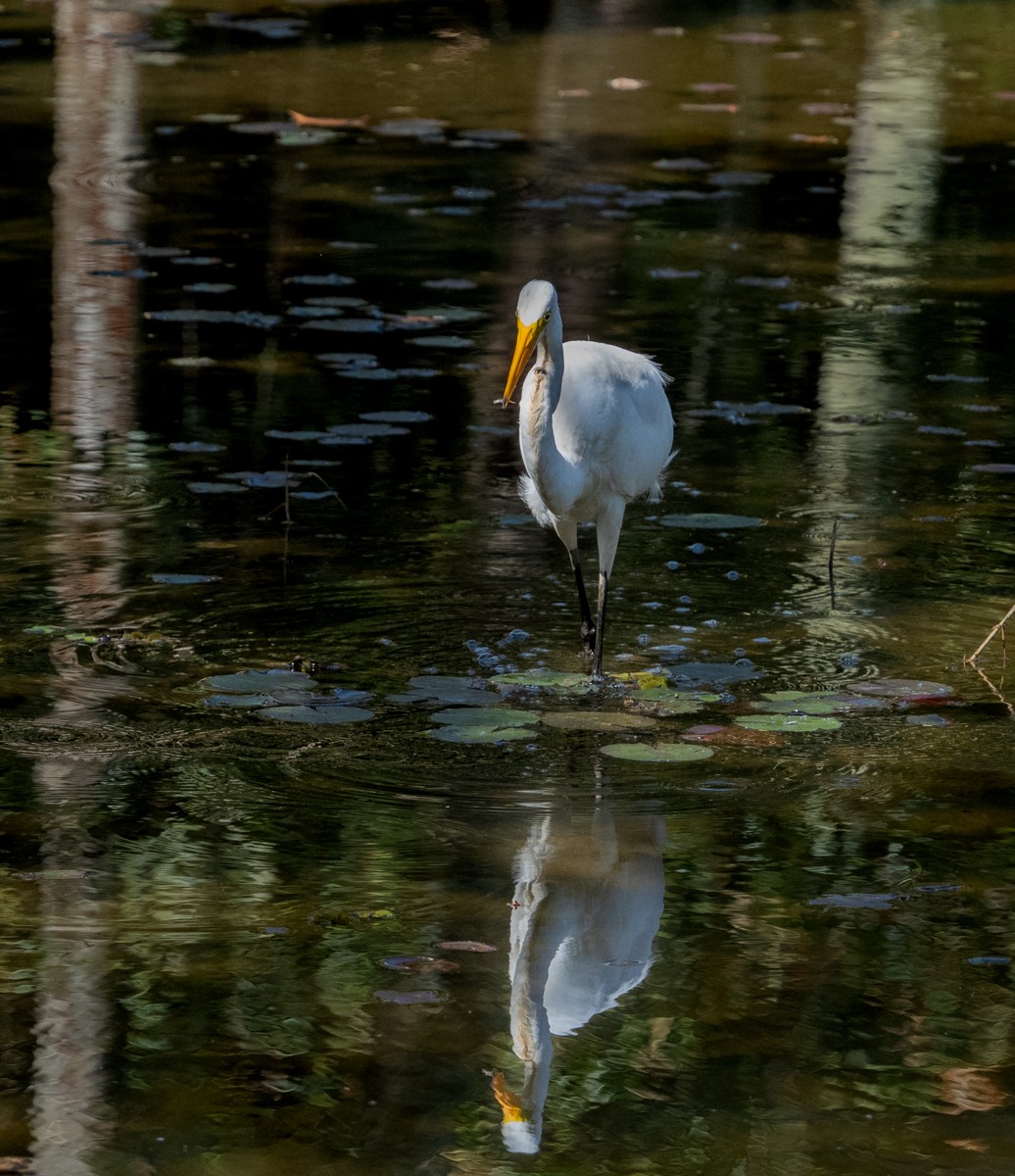 Snowy Egret - ML637137929