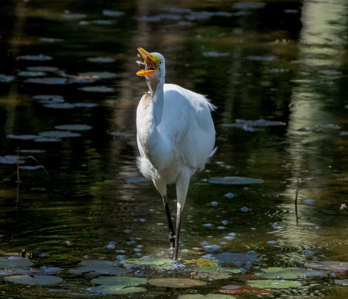 Snowy Egret - ML637137930