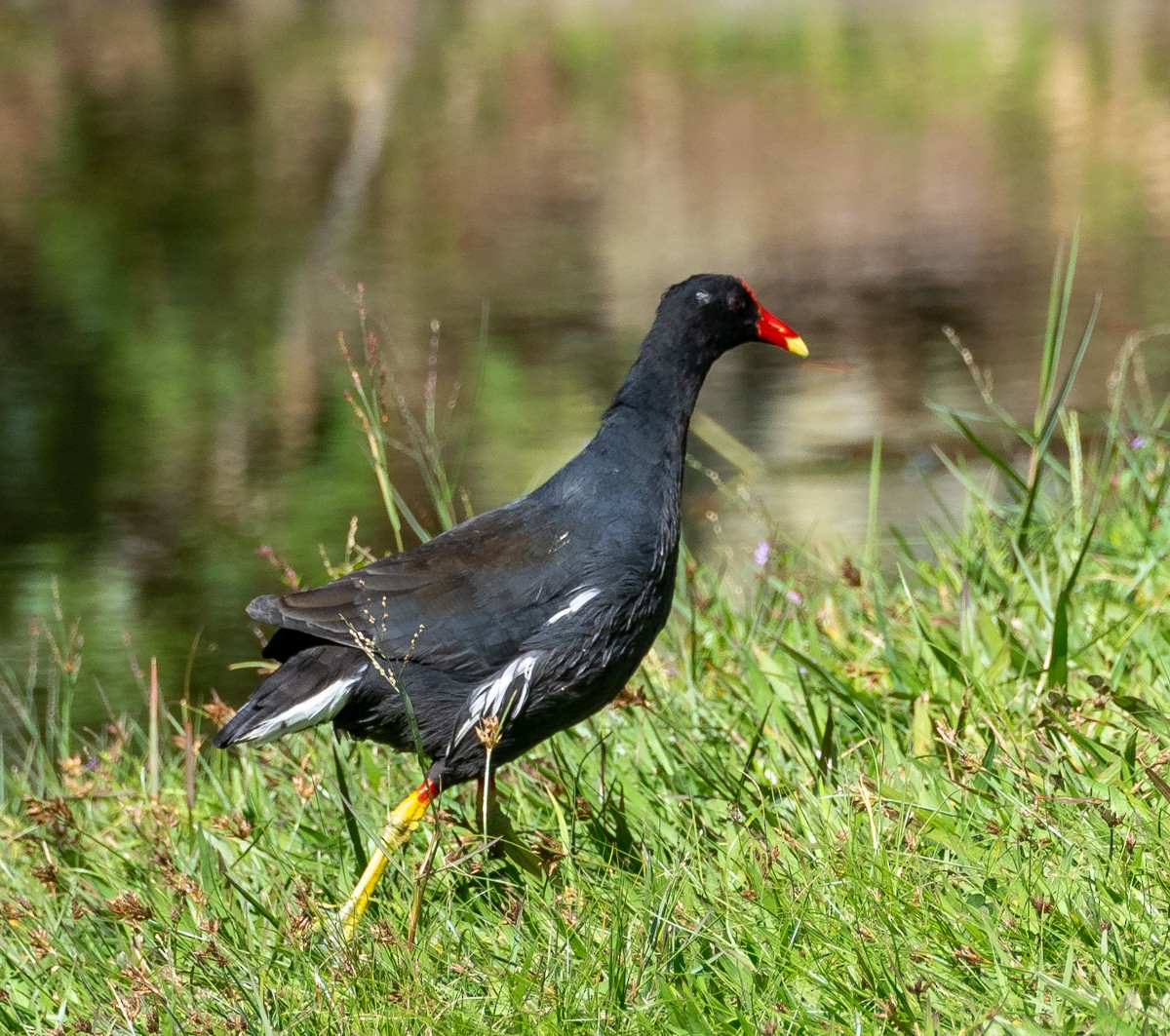 Common Gallinule - ML637137934