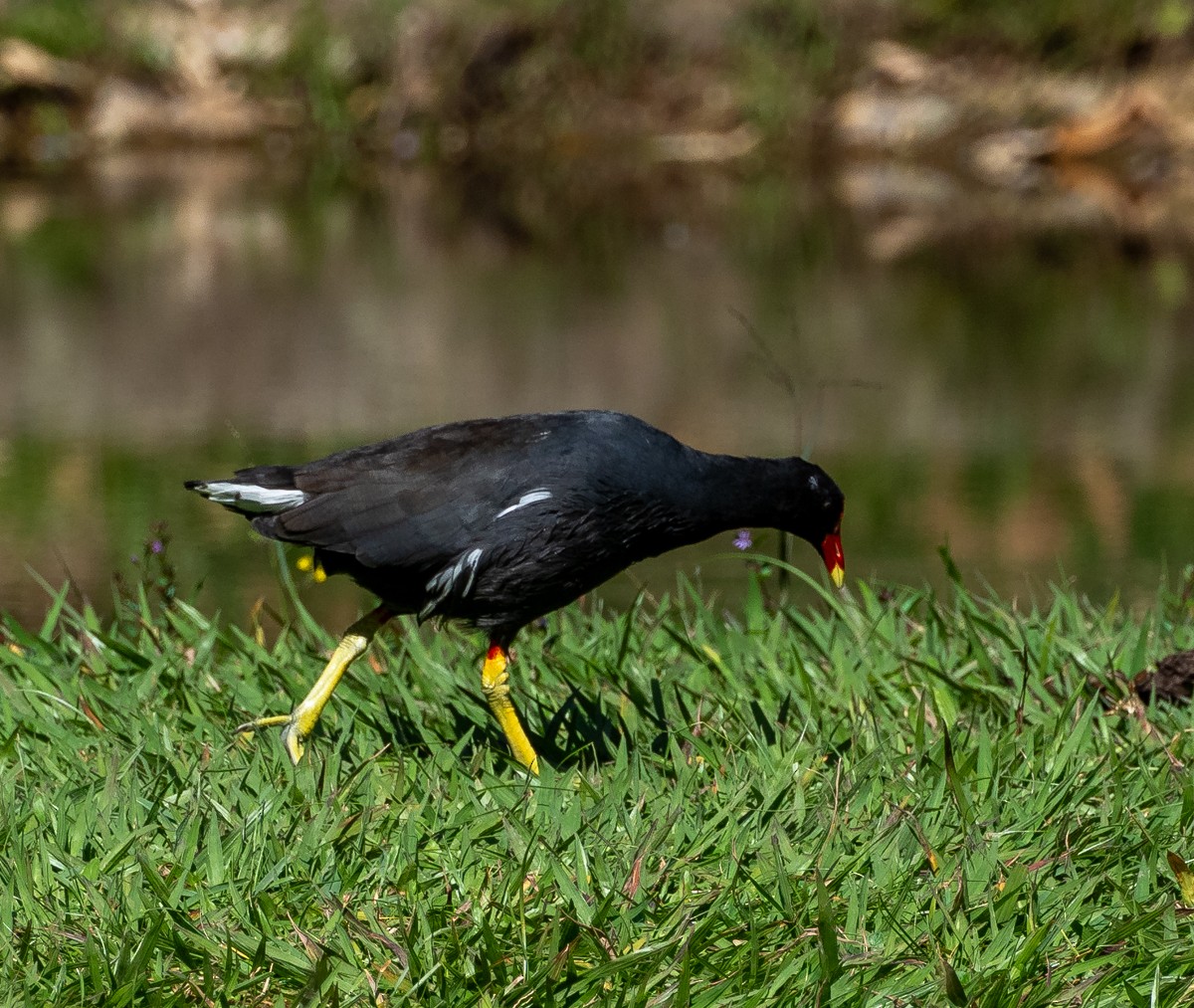 Common Gallinule - ML637137935