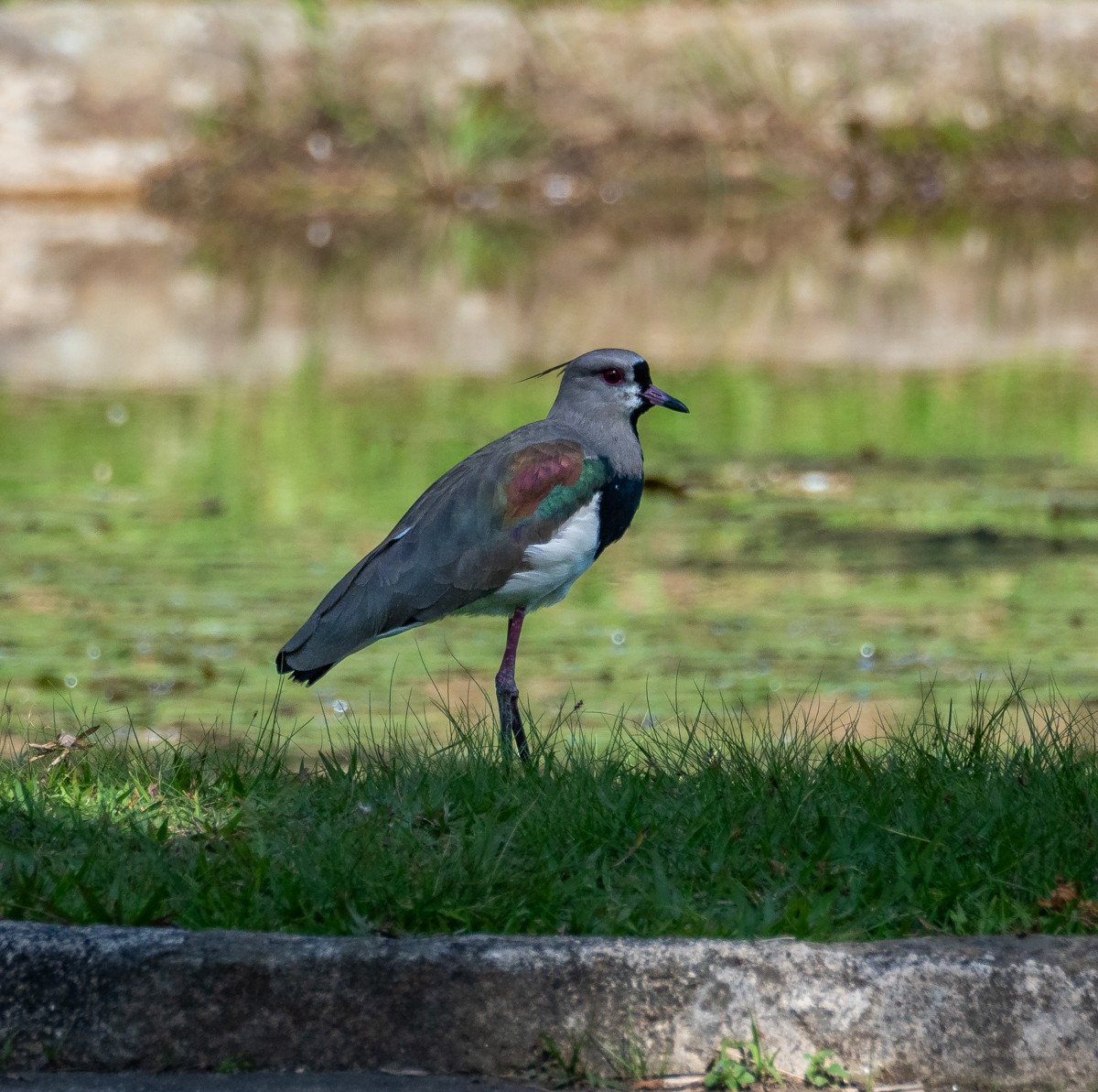 Southern Lapwing - ML637137943