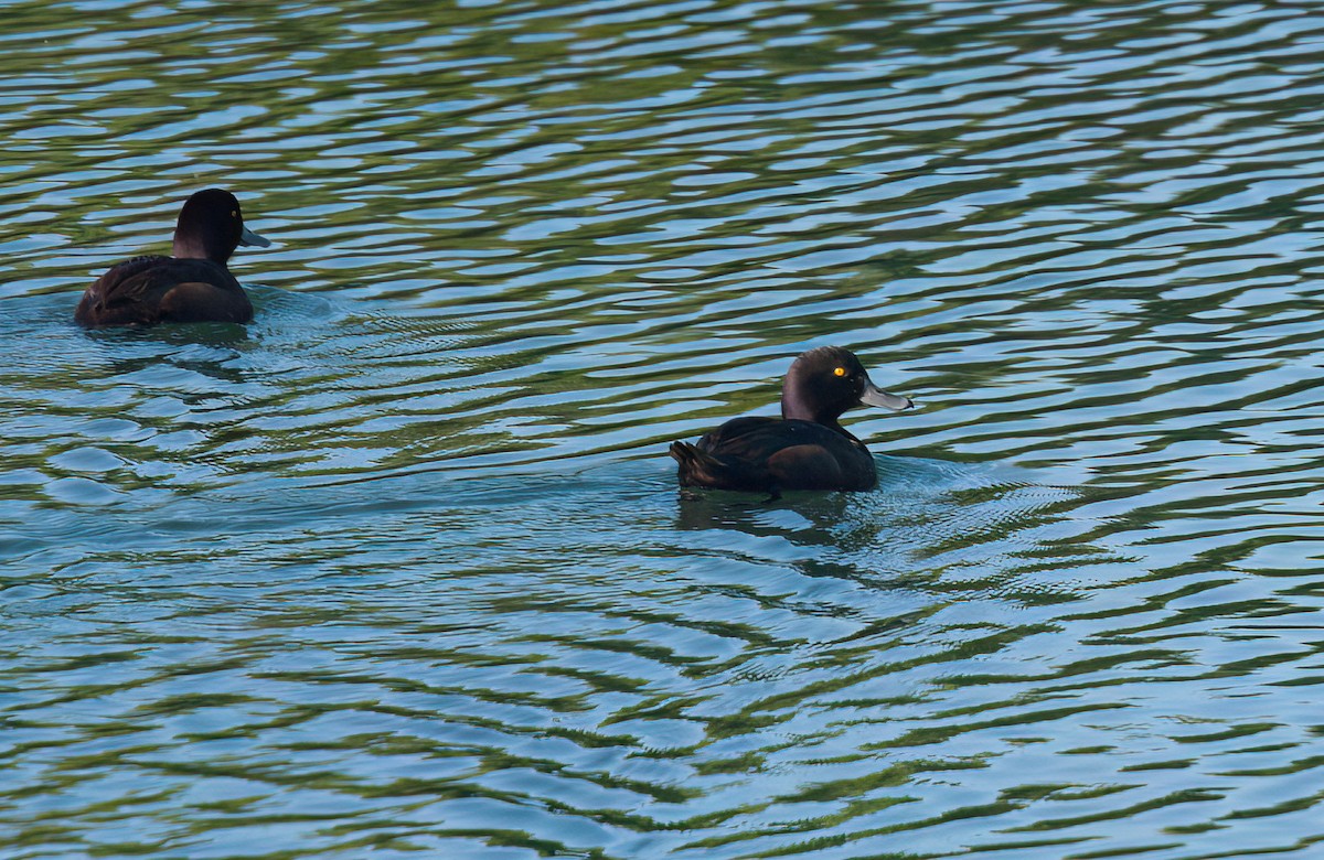 New Zealand Scaup - ML637138022
