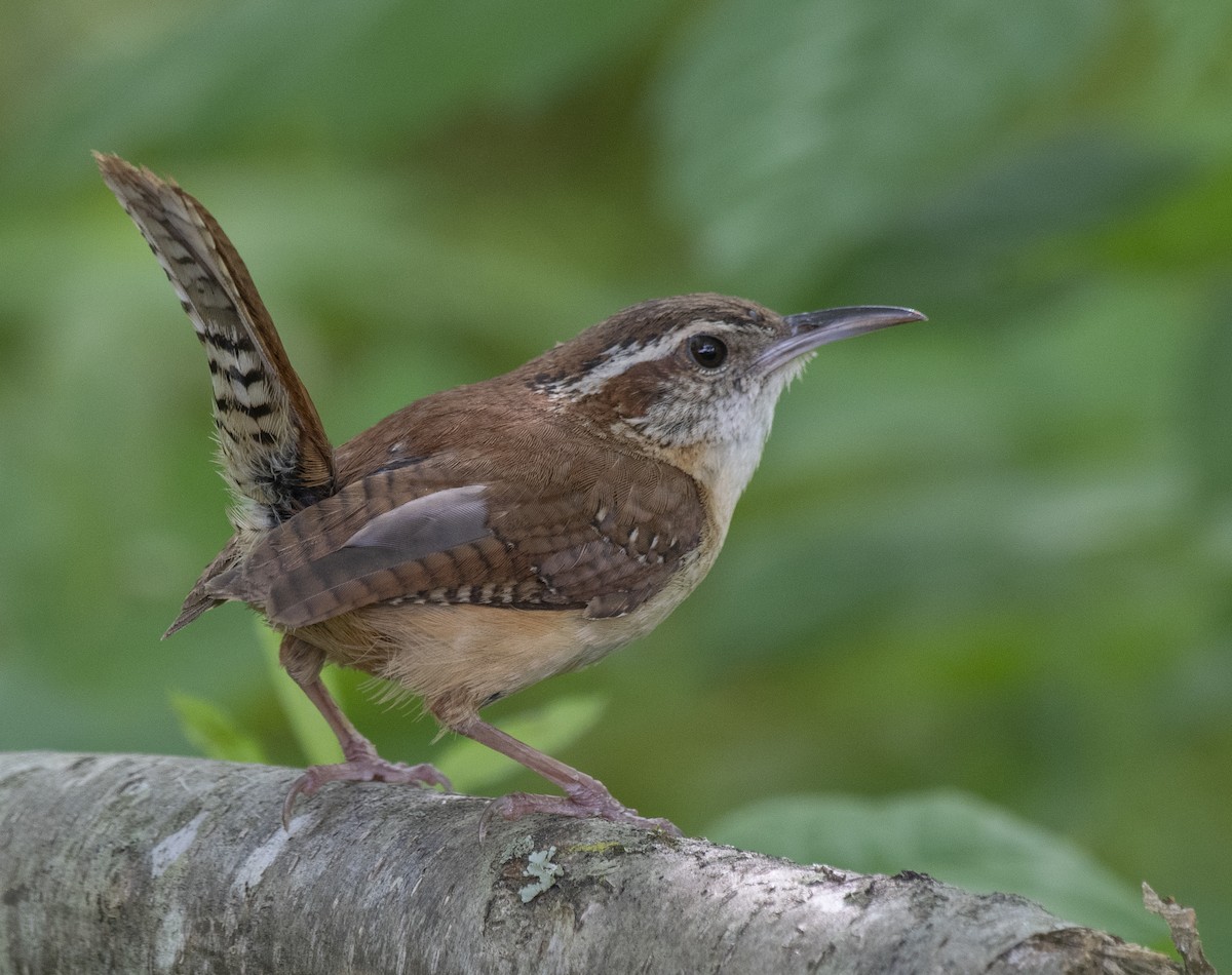 Carolina Wren - ML637138185