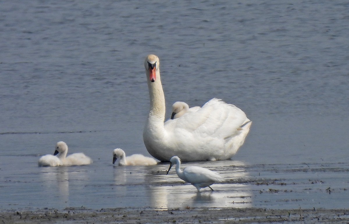 Mute Swan - ML637138186