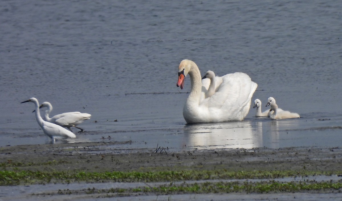 Mute Swan - ML637138187
