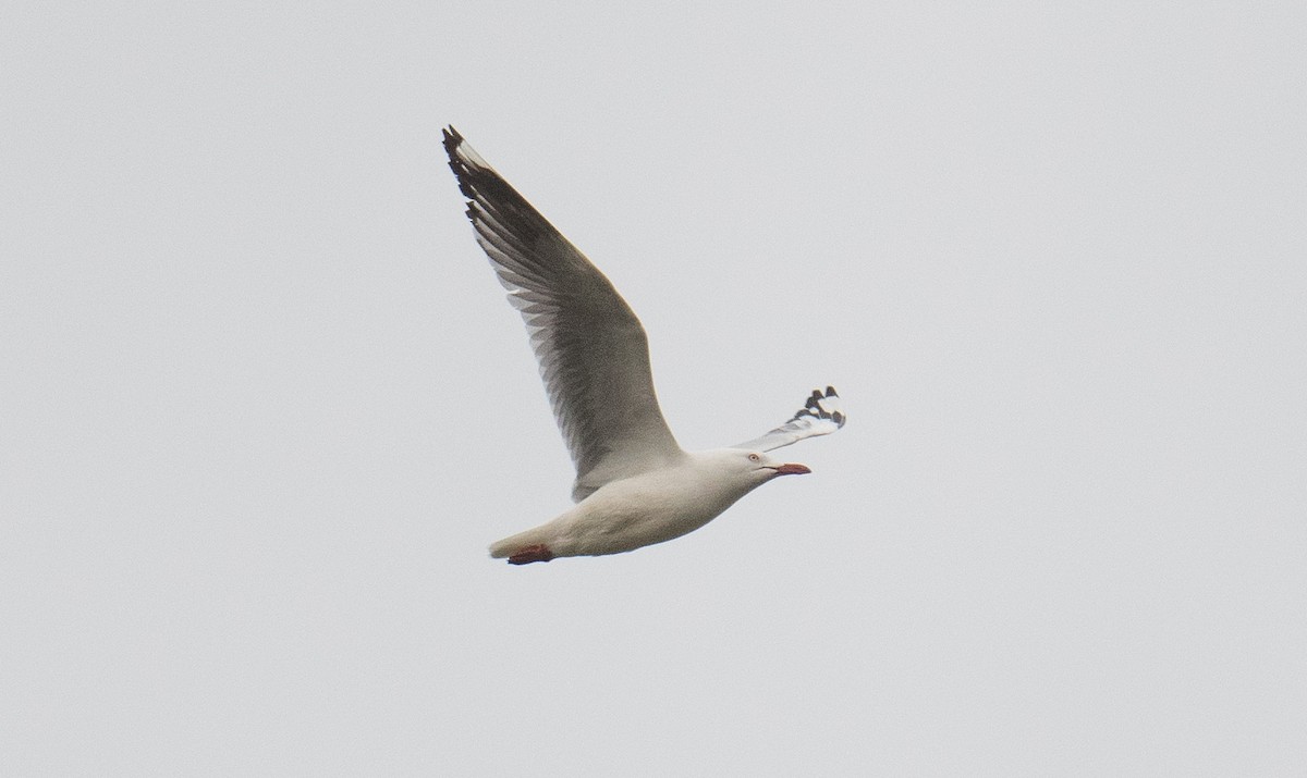 Silver Gull - ML637138188