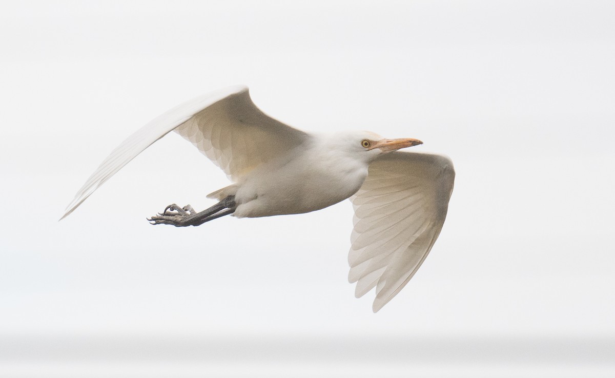 Eastern Cattle-Egret - ML637138189