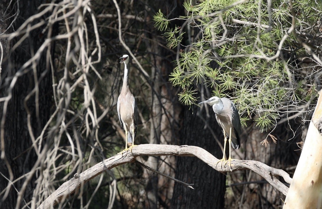 White-faced Heron - ML637138190
