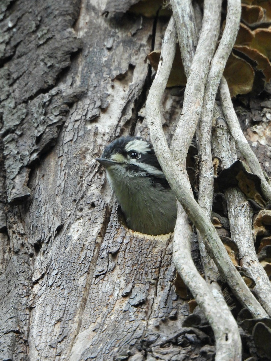 Downy Woodpecker - ML637138196