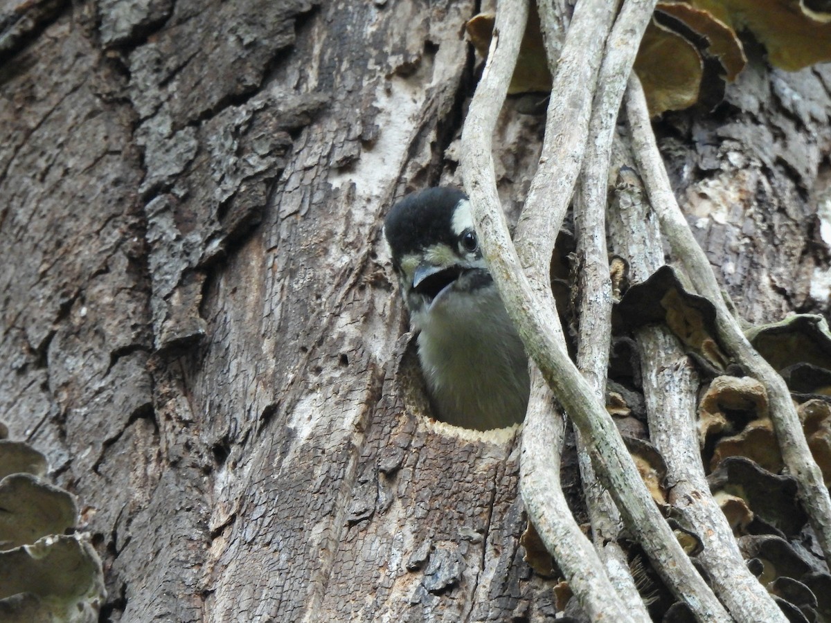 Downy Woodpecker - ML637138197