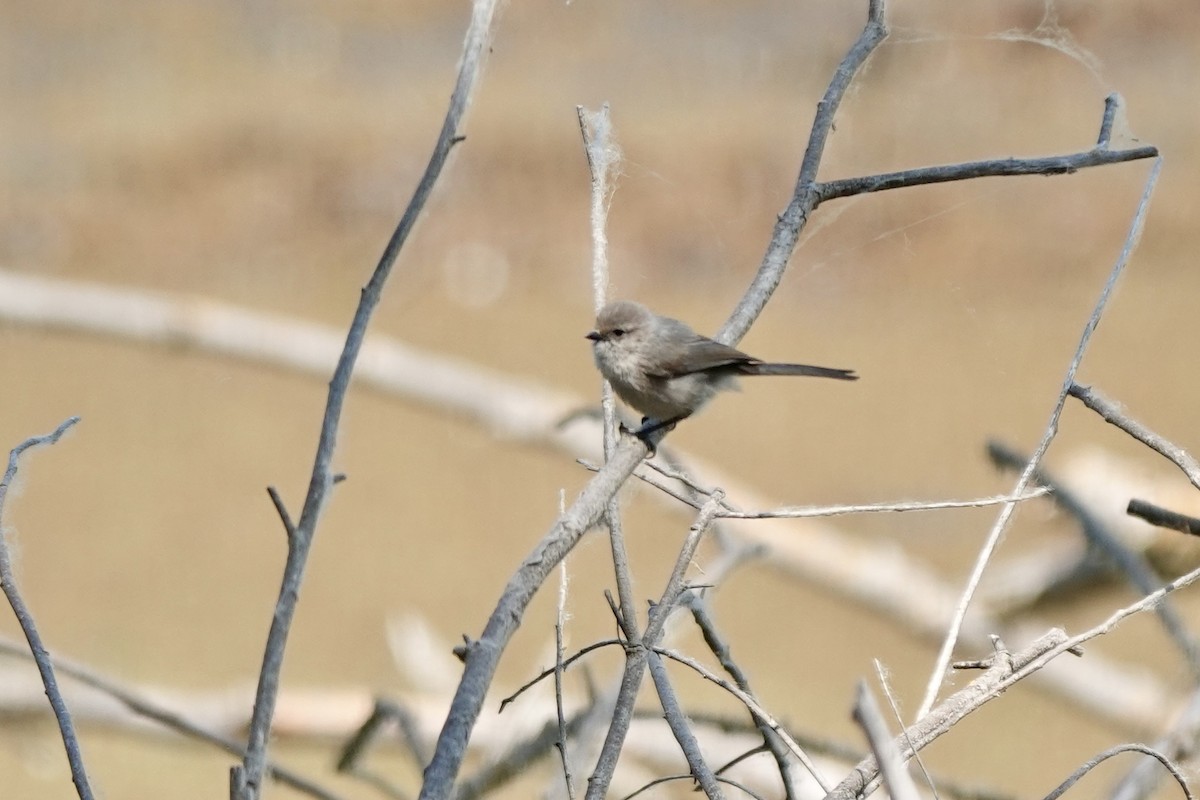 Bushtit - ML637138198