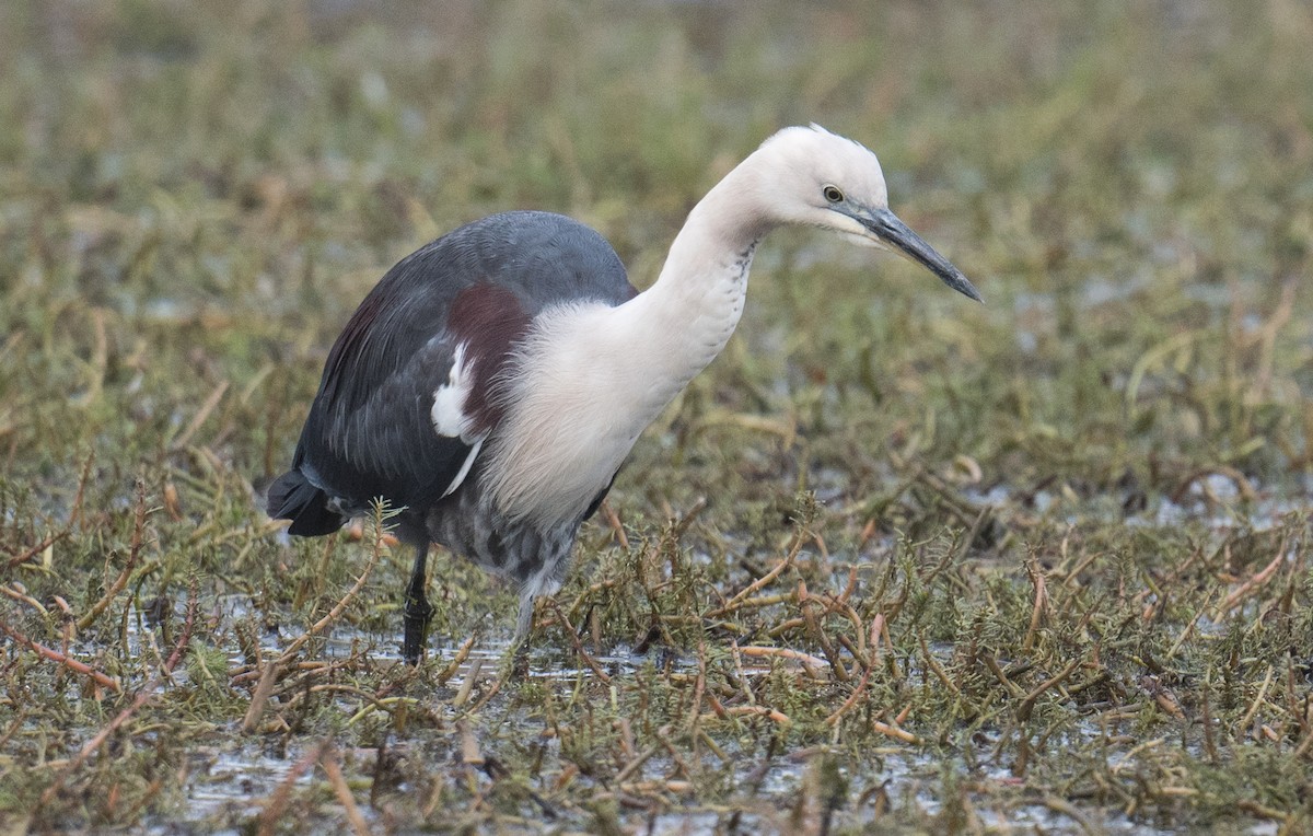 Pacific Heron - ML637138199