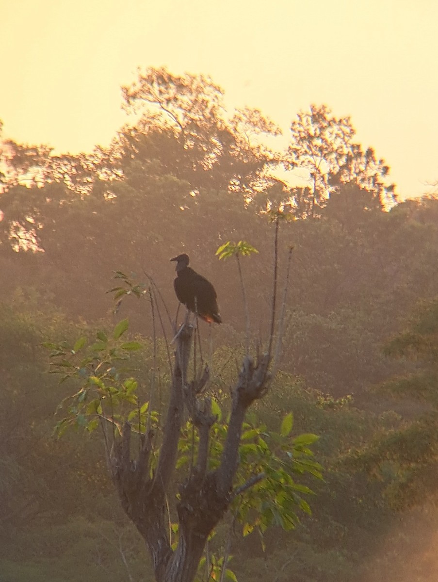 Black Vulture - ML637138202