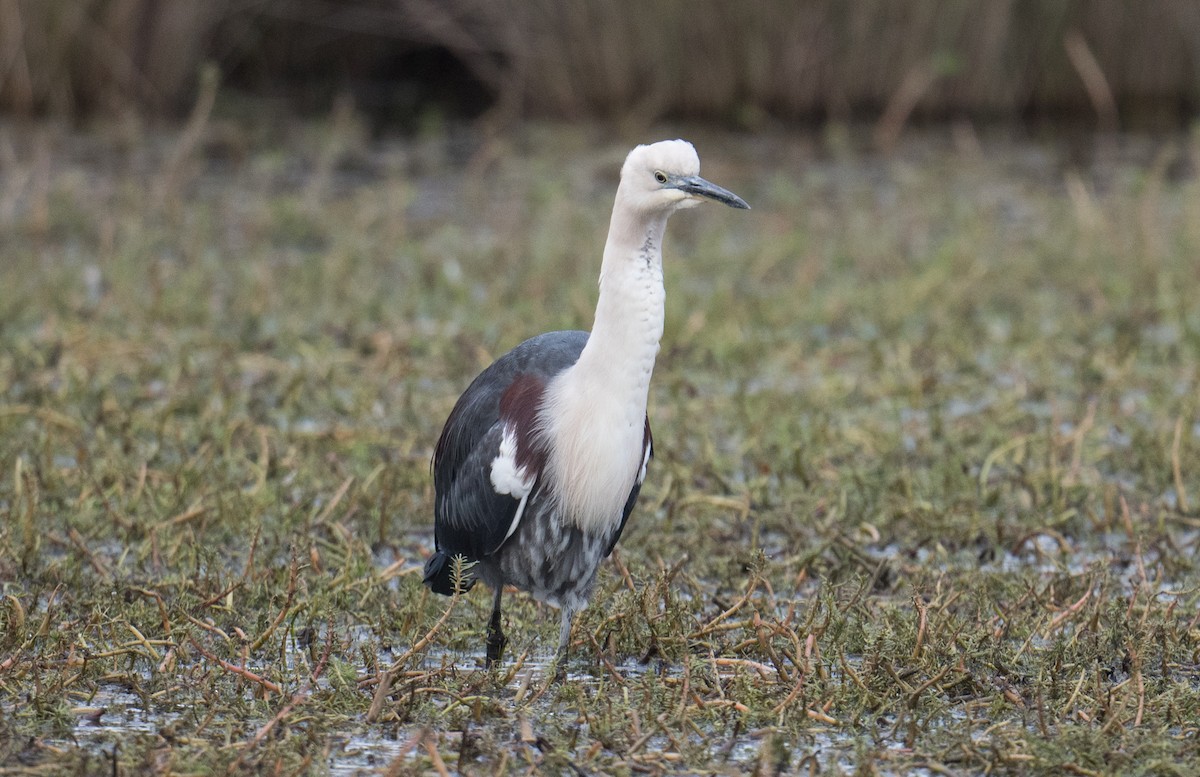 Pacific Heron - ML637138204
