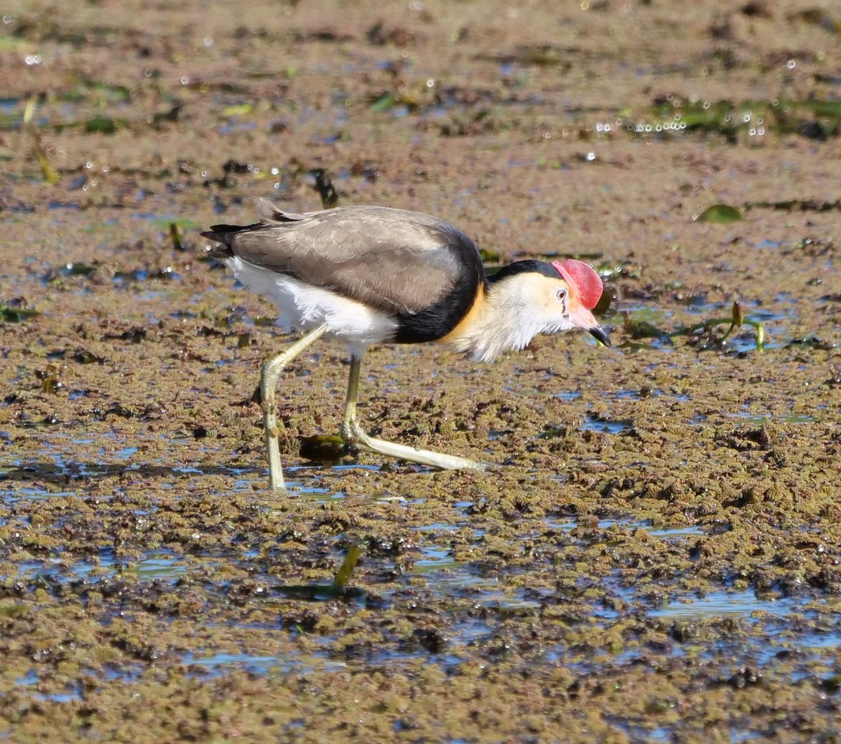 Comb-crested Jacana - ML637138205
