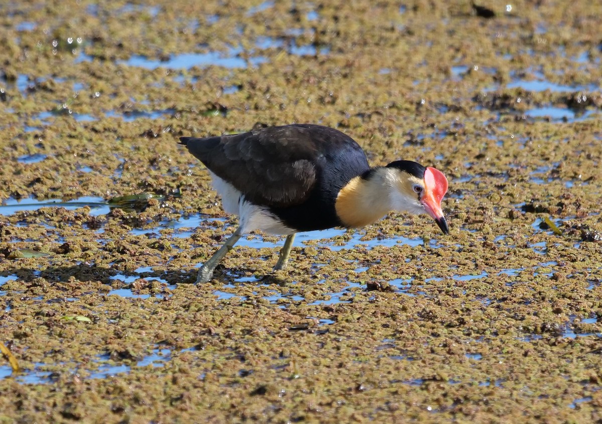 Comb-crested Jacana - ML637138206