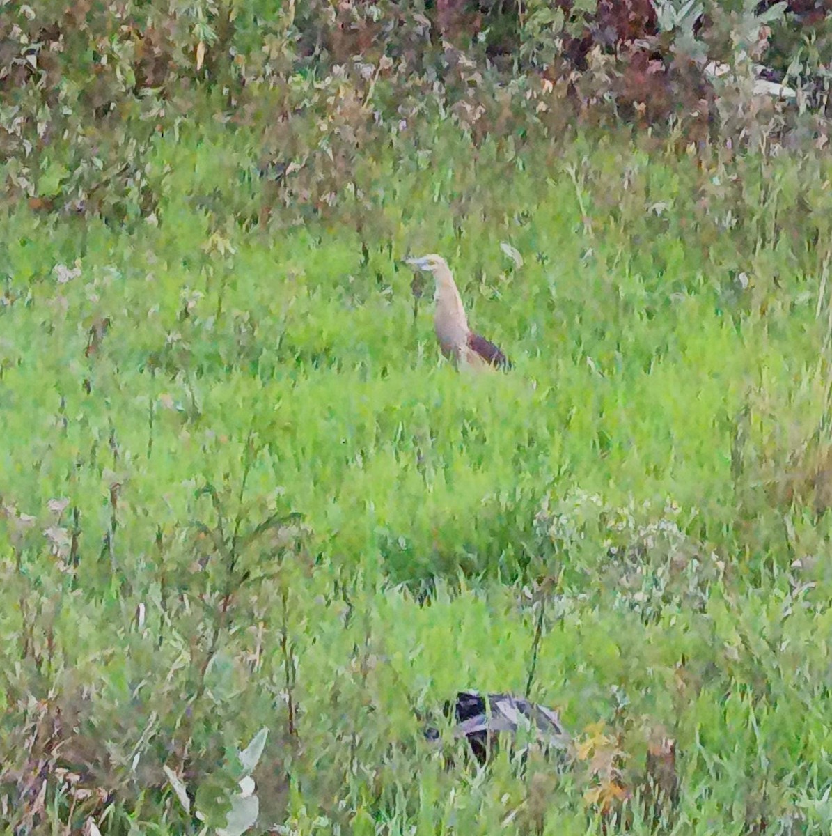 Indian Pond-Heron - ML637138207