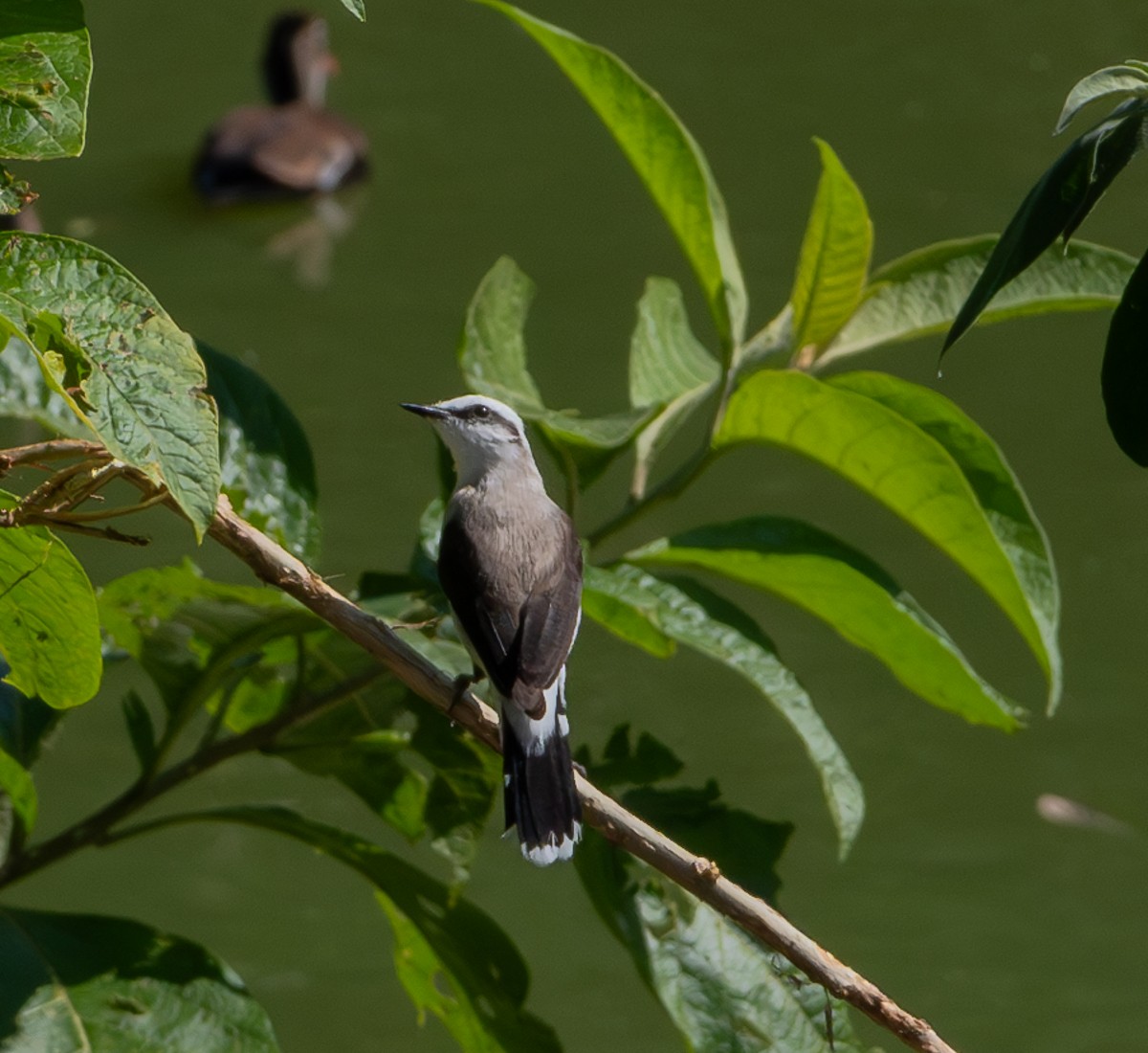 Masked Water-Tyrant - ML637138209