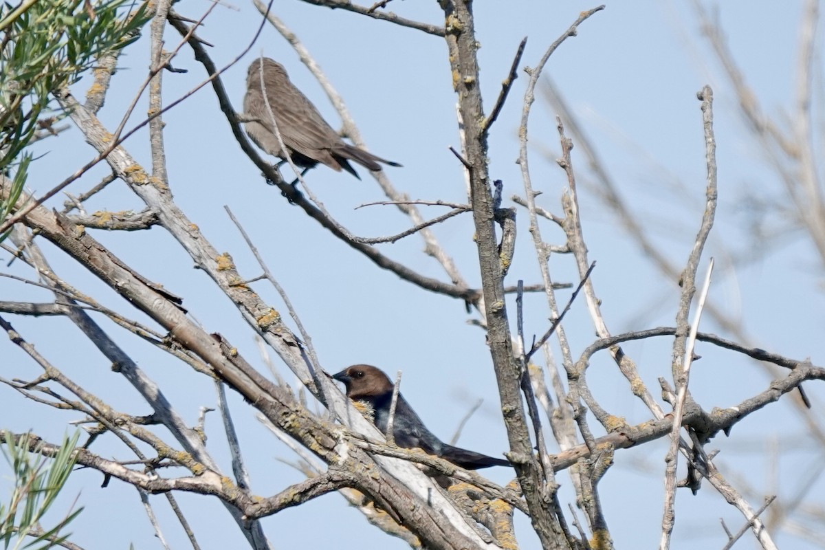 Brown-headed Cowbird - ML637138213