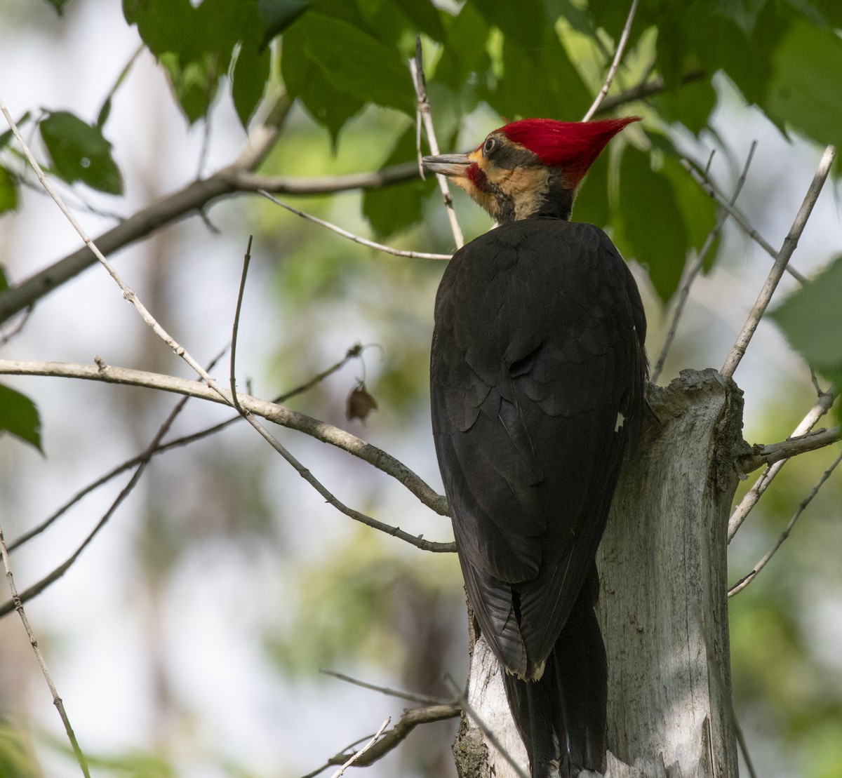 Pileated Woodpecker - ML637138214