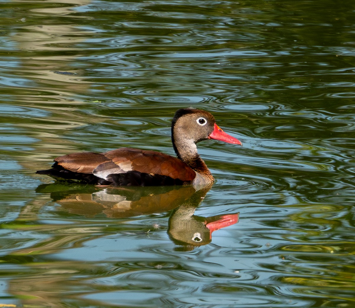 Black-bellied Whistling-Duck - ML637138215