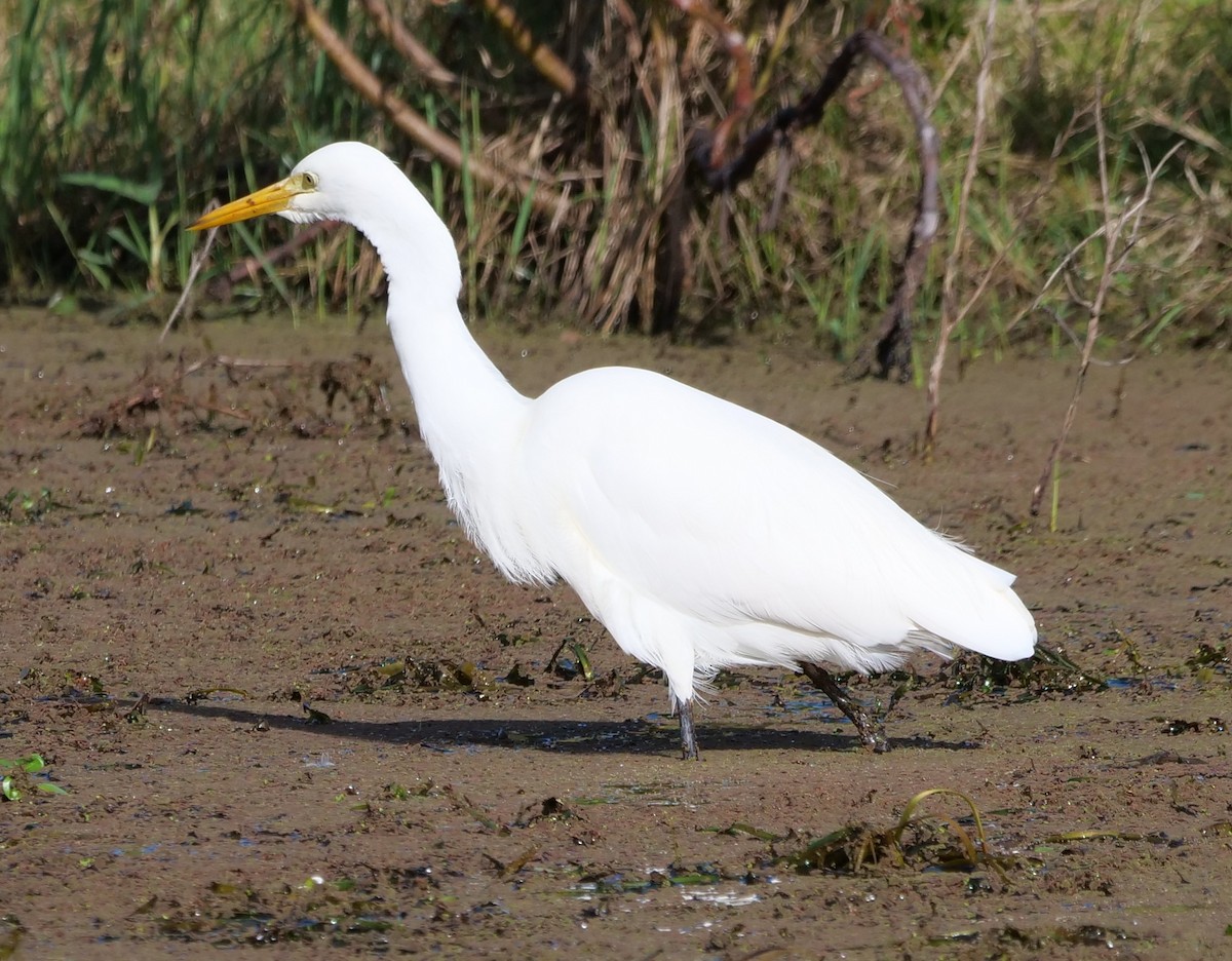 Plumed Egret - ML637138216