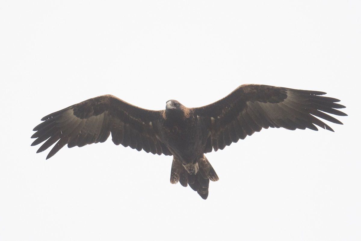 Wedge-tailed Eagle - ML637138217