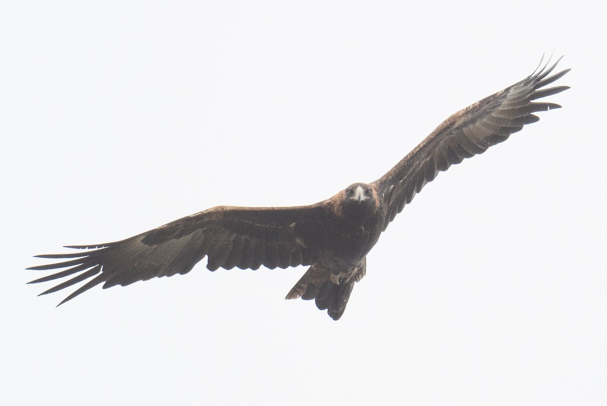Wedge-tailed Eagle - ML637138219