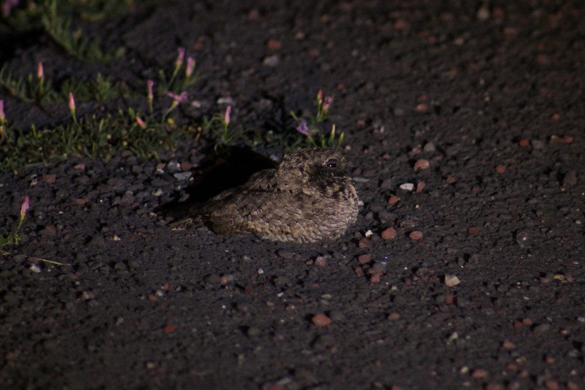 Common Poorwill - ML637138220