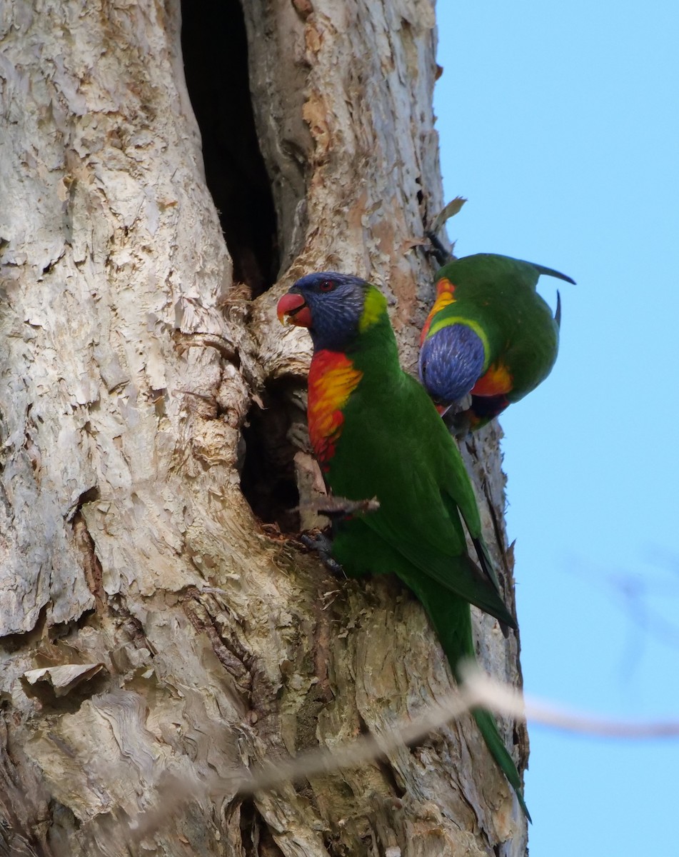 Rainbow Lorikeet - ML637138222