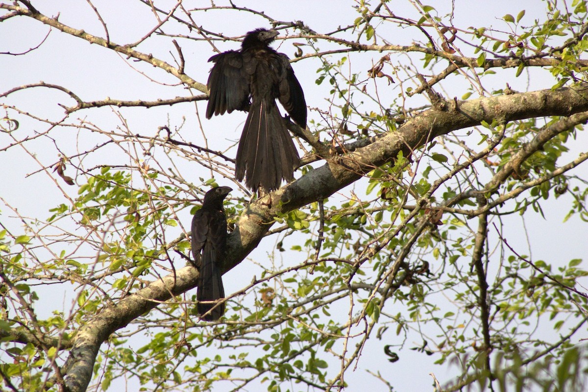 Groove-billed Ani - ML637138223