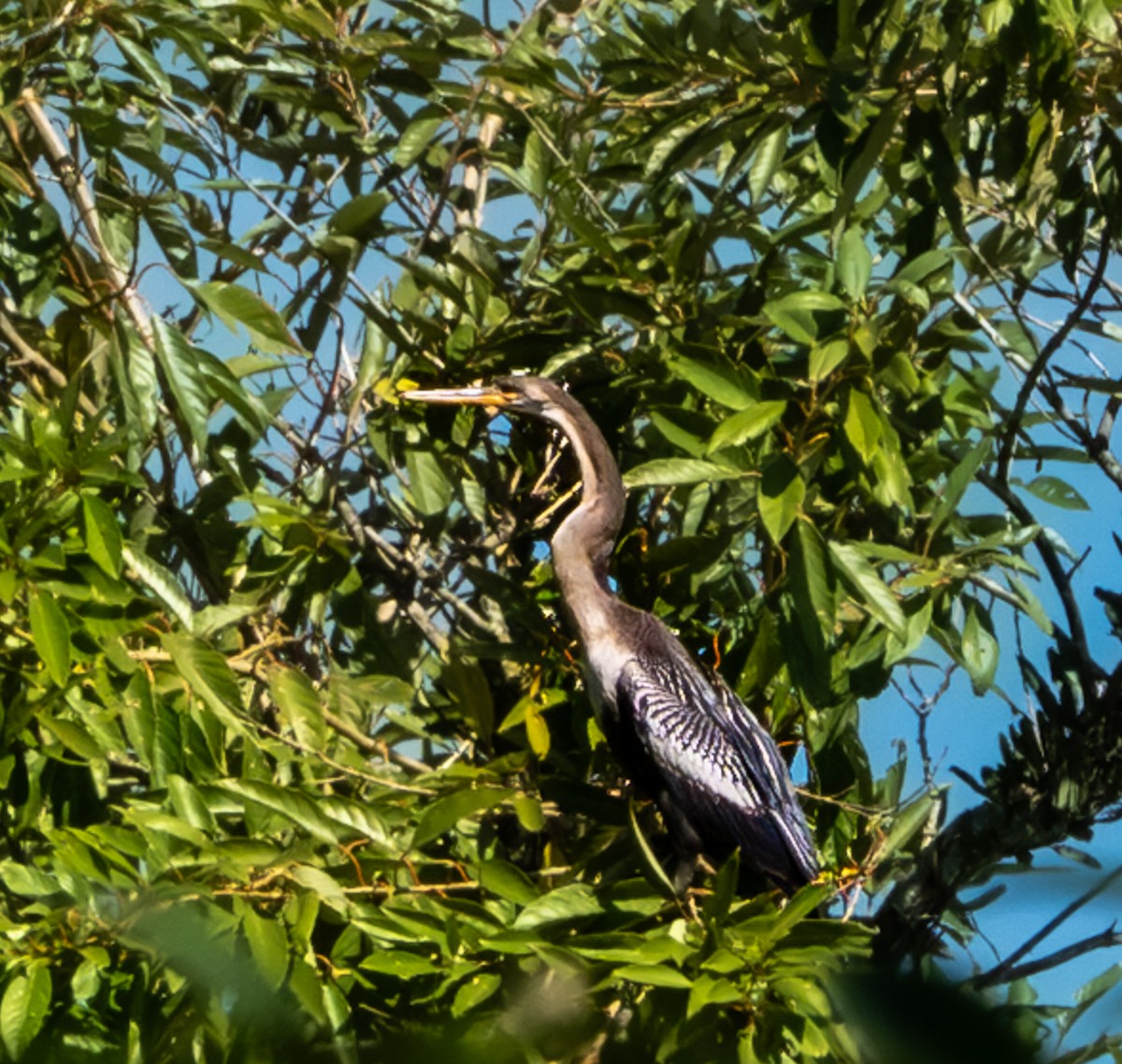 Anhinga - ML637138228