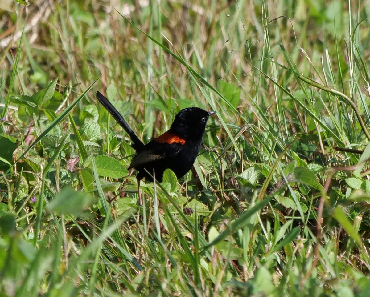 Red-backed Fairywren - ML637138229