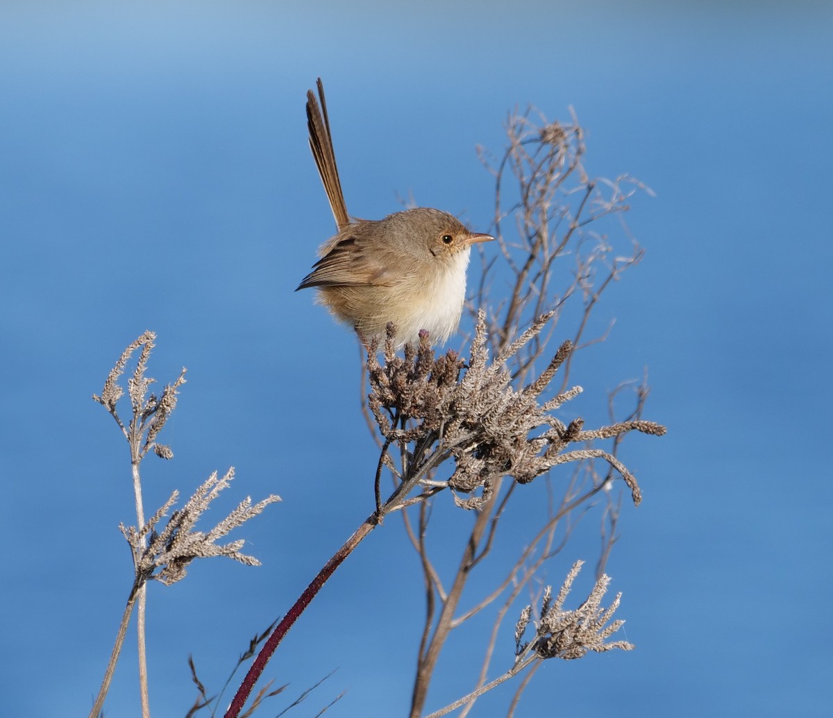 Red-backed Fairywren - ML637138230