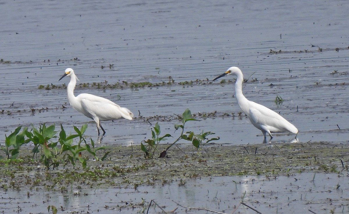 Snowy Egret - ML637138231