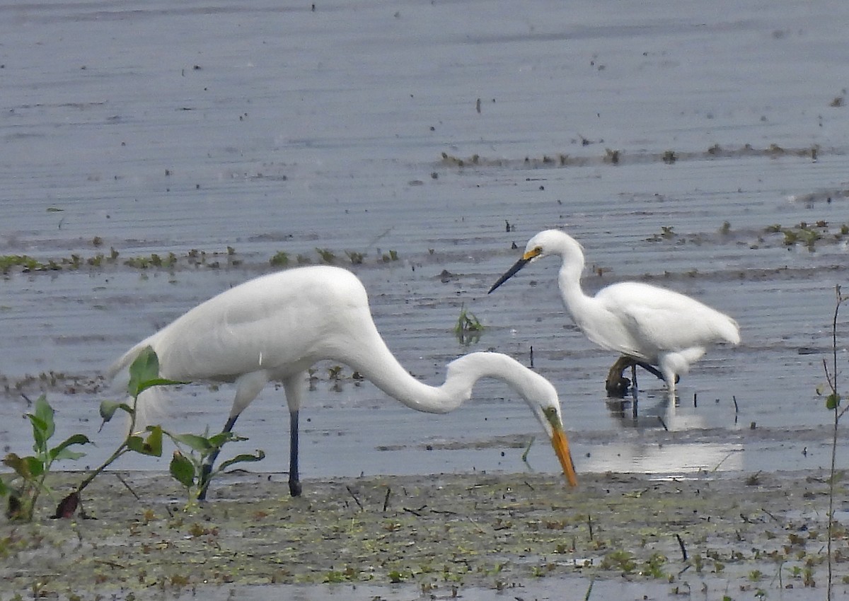Snowy Egret - ML637138232