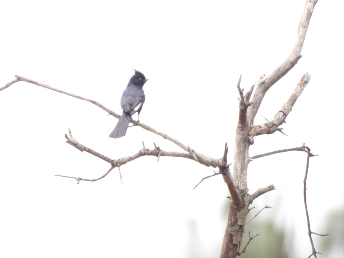 Phainopepla - ML637138233