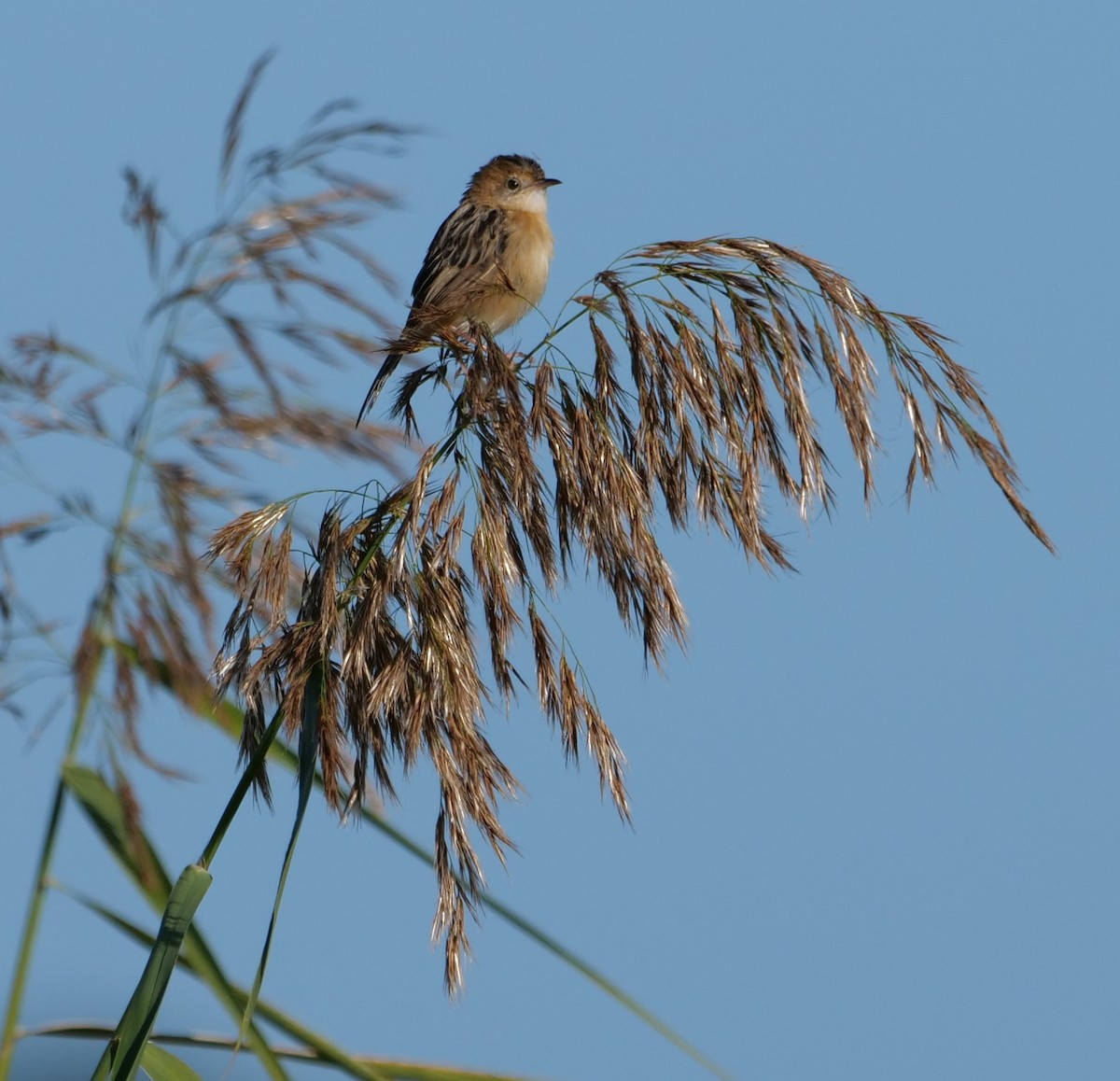 Golden-headed Cisticola - ML637138234