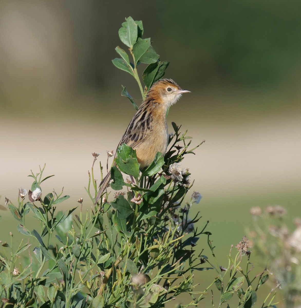 Golden-headed Cisticola - ML637138235