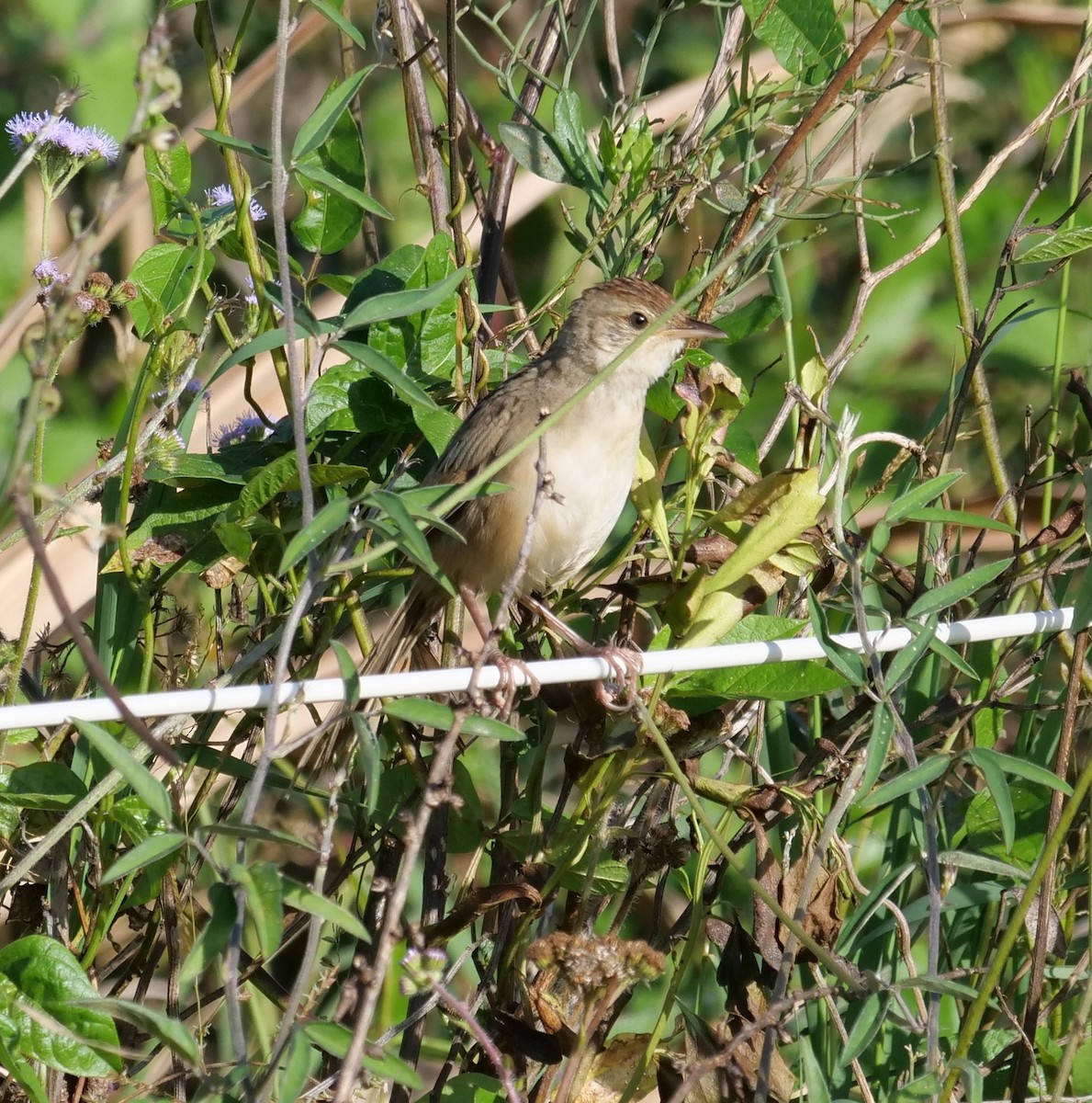 Tawny Grassbird - ML637138236