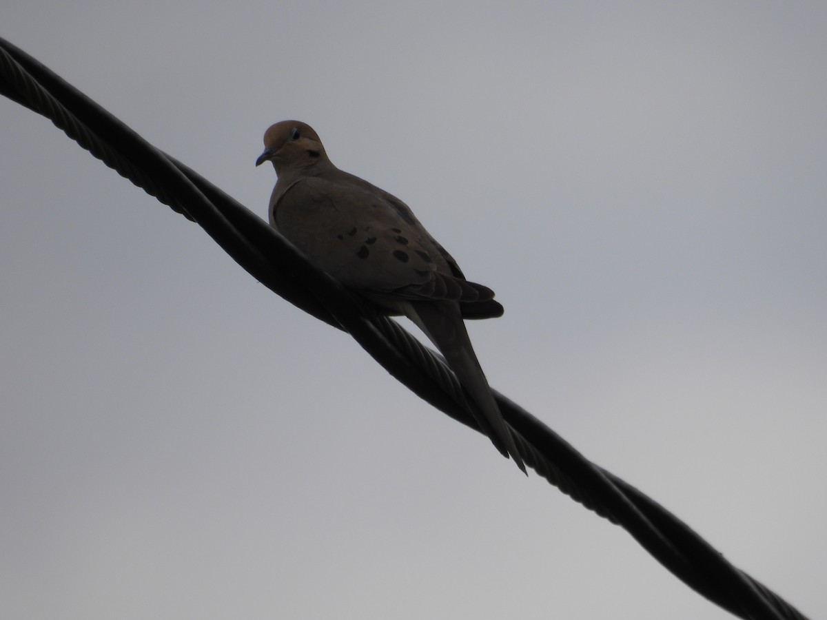 Mourning Dove - ML637138237
