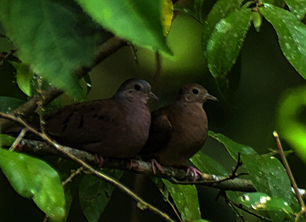 Plain-breasted Ground Dove - ML637138239