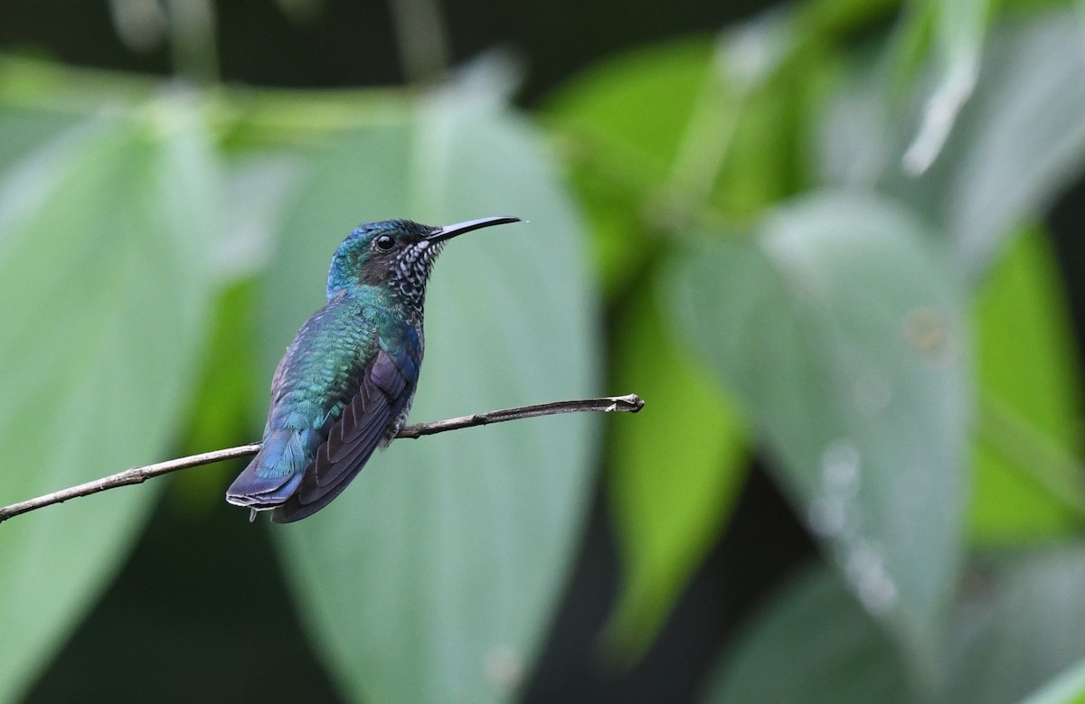 White-necked Jacobin - ML637138240