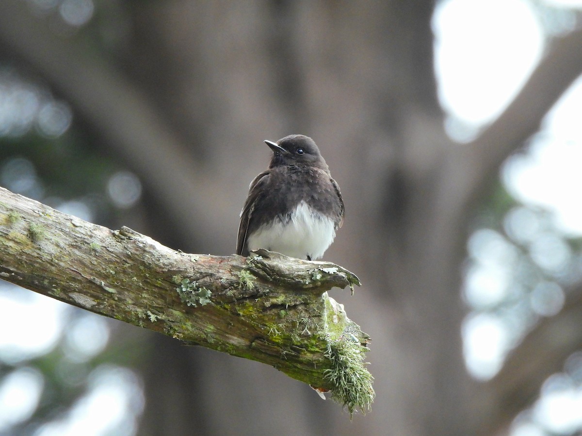 Black Phoebe - ML637138242
