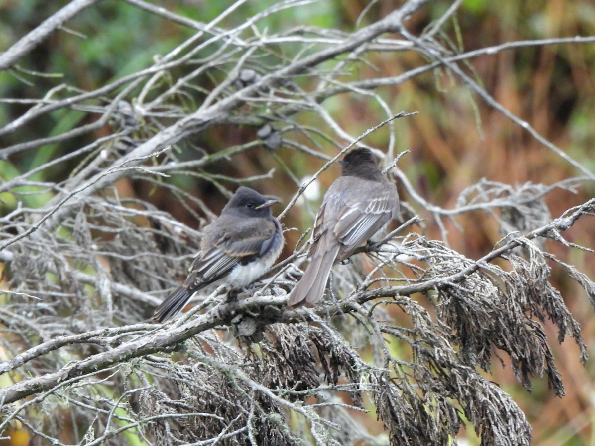 Black Phoebe - ML637138243