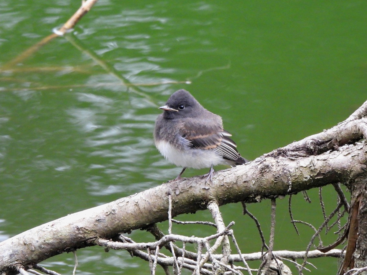 Black Phoebe - ML637138244