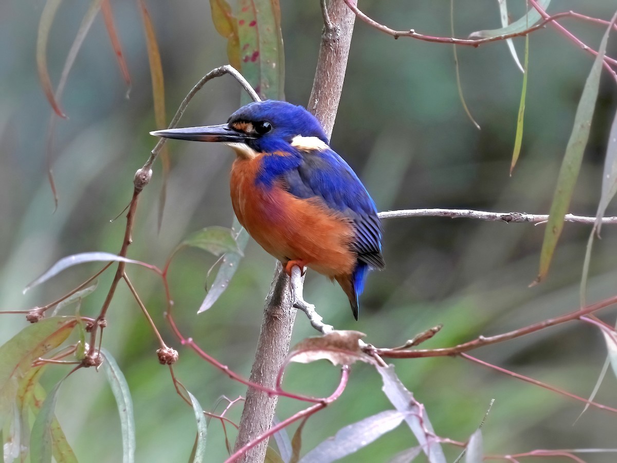 Azure Kingfisher - ML637138245