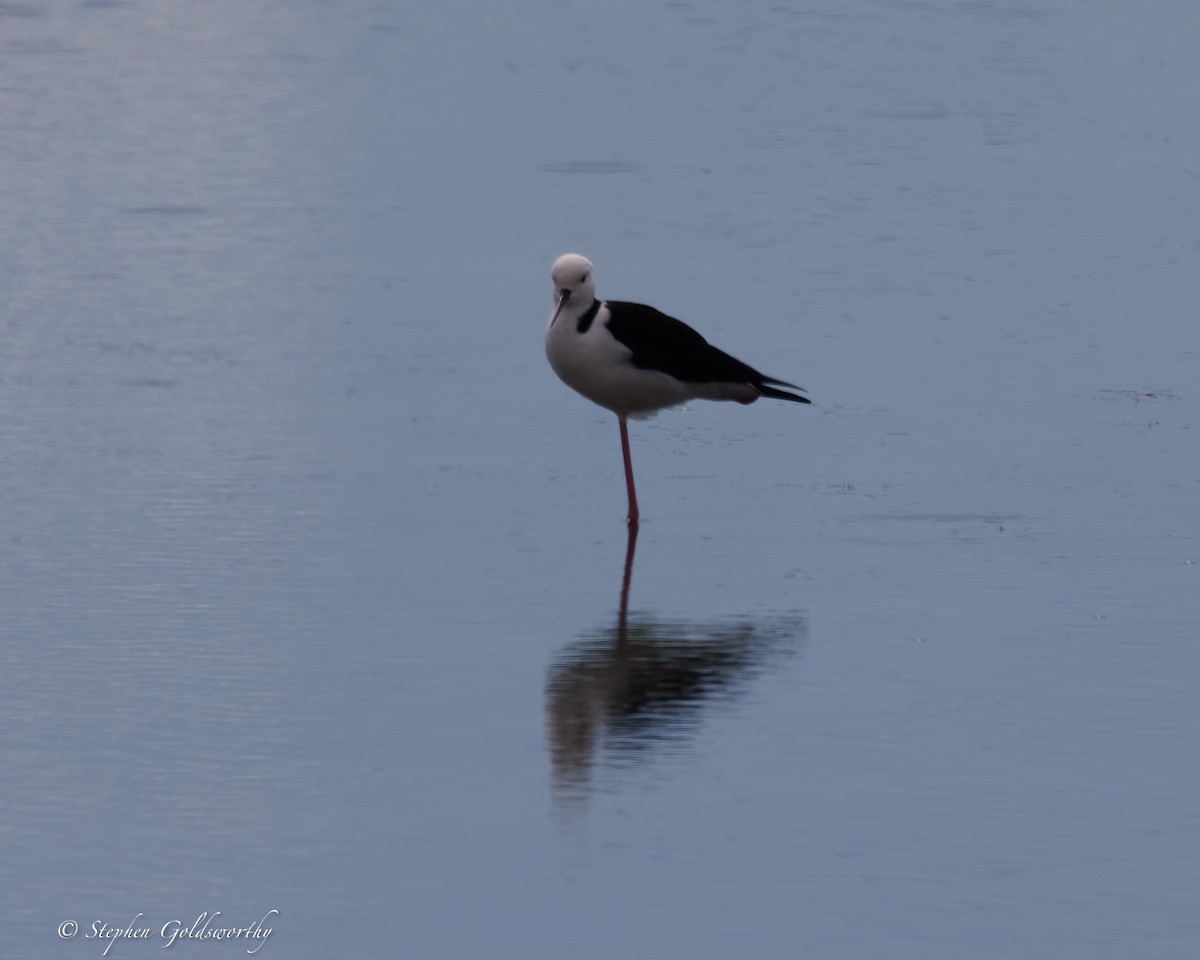 Pied Stilt - ML637138246
