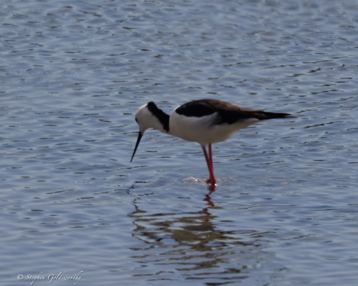 Pied Stilt - ML637138247