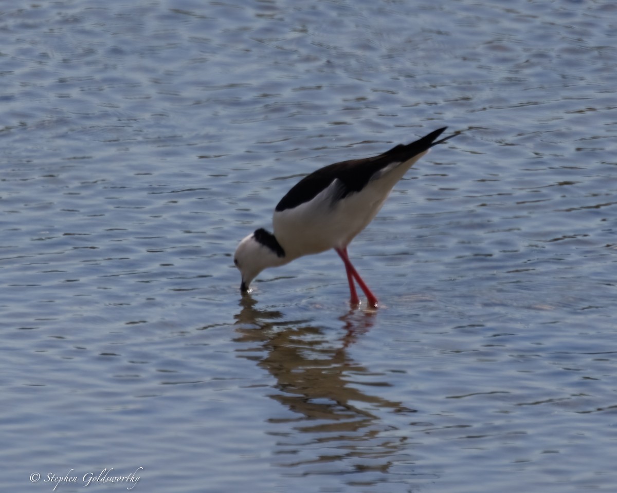 Pied Stilt - ML637138248
